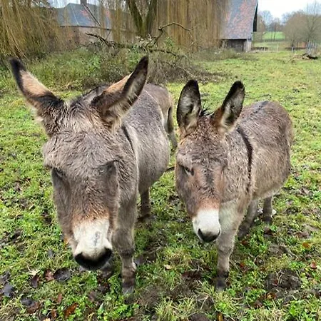 Hostal Terborgh Budget Schinnen