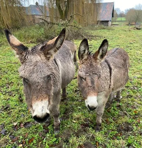 Hostel Terborgh Budget Schinnen